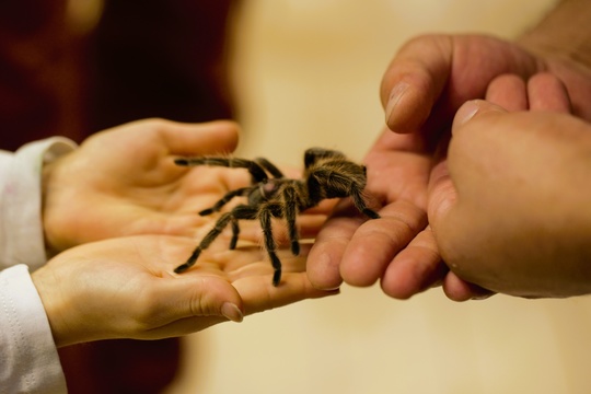 Insectophobie Riesen Spinnen & Insekten Ausstellung